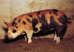 平牧三元豚の画像