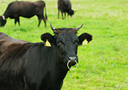 上州牛の画像
